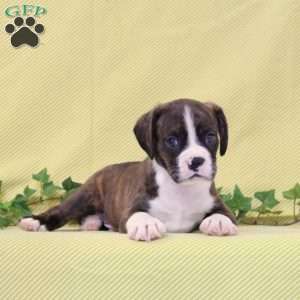 Benji, Boston Terrier Mix Puppy